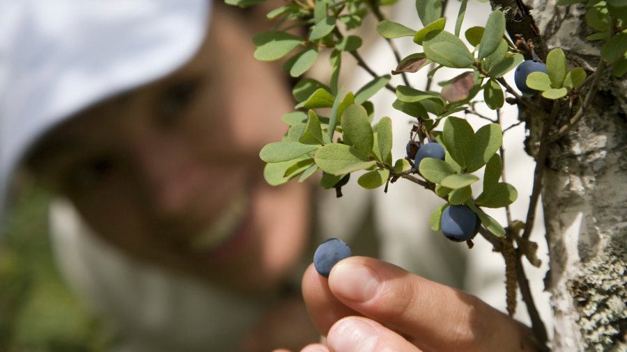 wild-blueberries-benefits